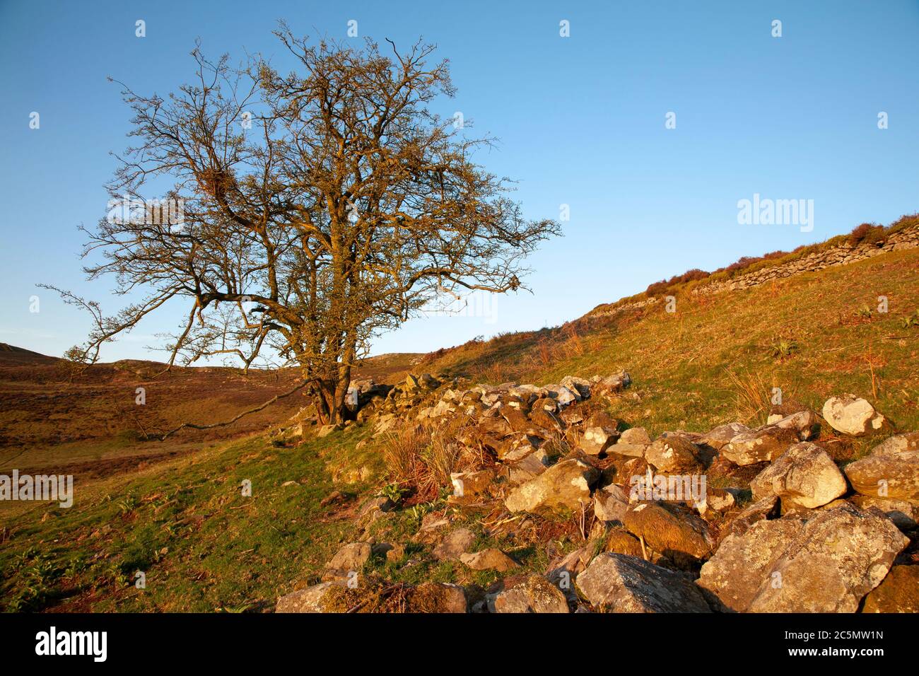 Solitary tree at Cilcain in the Clwydian Range, North Wales Stock Photo