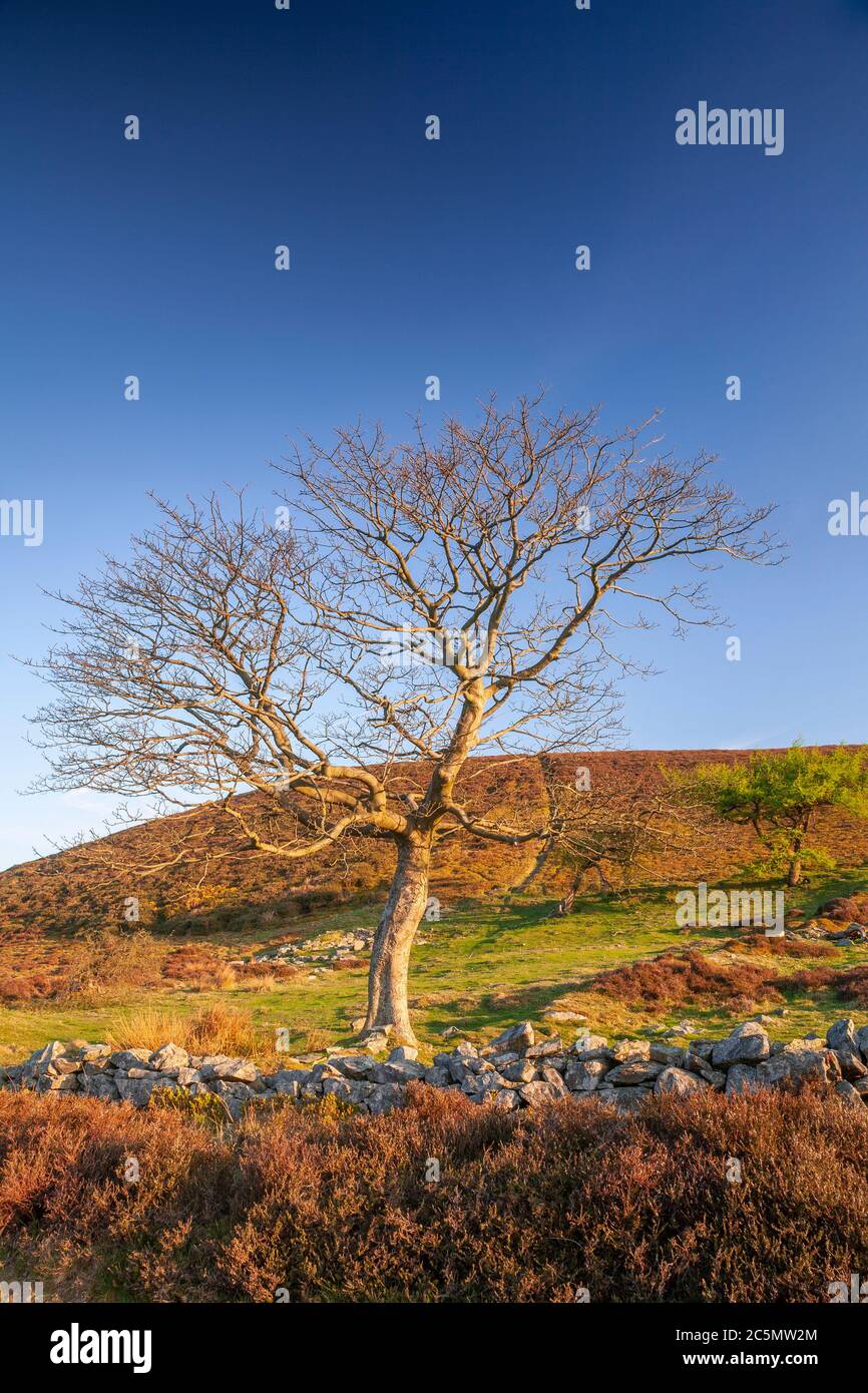 Solitary tree at Cilcain in the Clwydian Range, North Wales Stock Photo