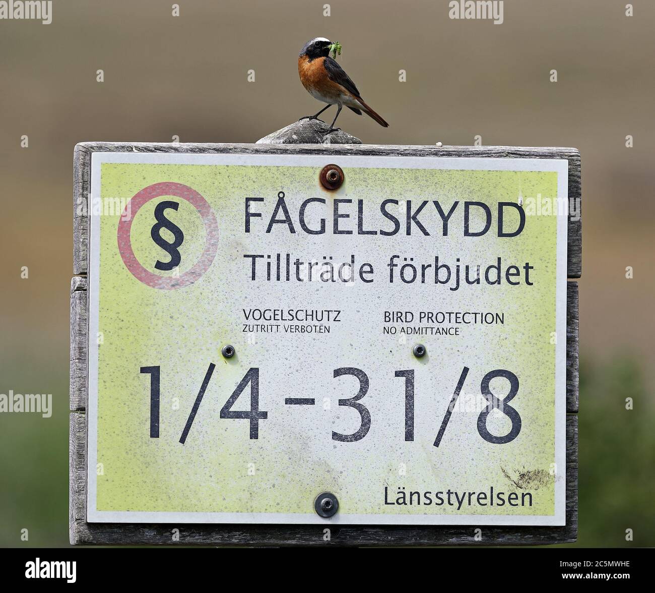 Redstart Bird sitting on Nature preserve sign with green larvae in beak Stock Photo