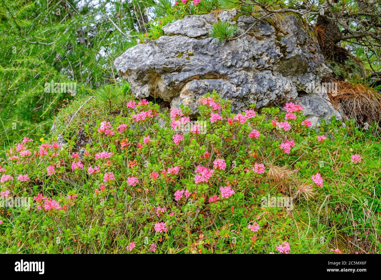 Alpine rose hi-res stock photography and images - Alamy