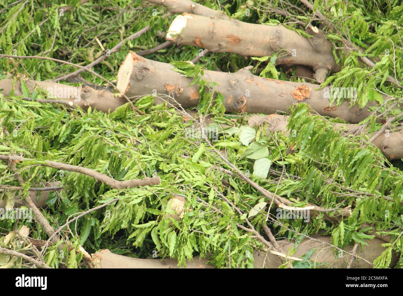 Chopped down and uprooted tree logs and branches display after a natural disaster super cyclone 'UmPun' at West Bengal, India, May 2020. Stock Photo