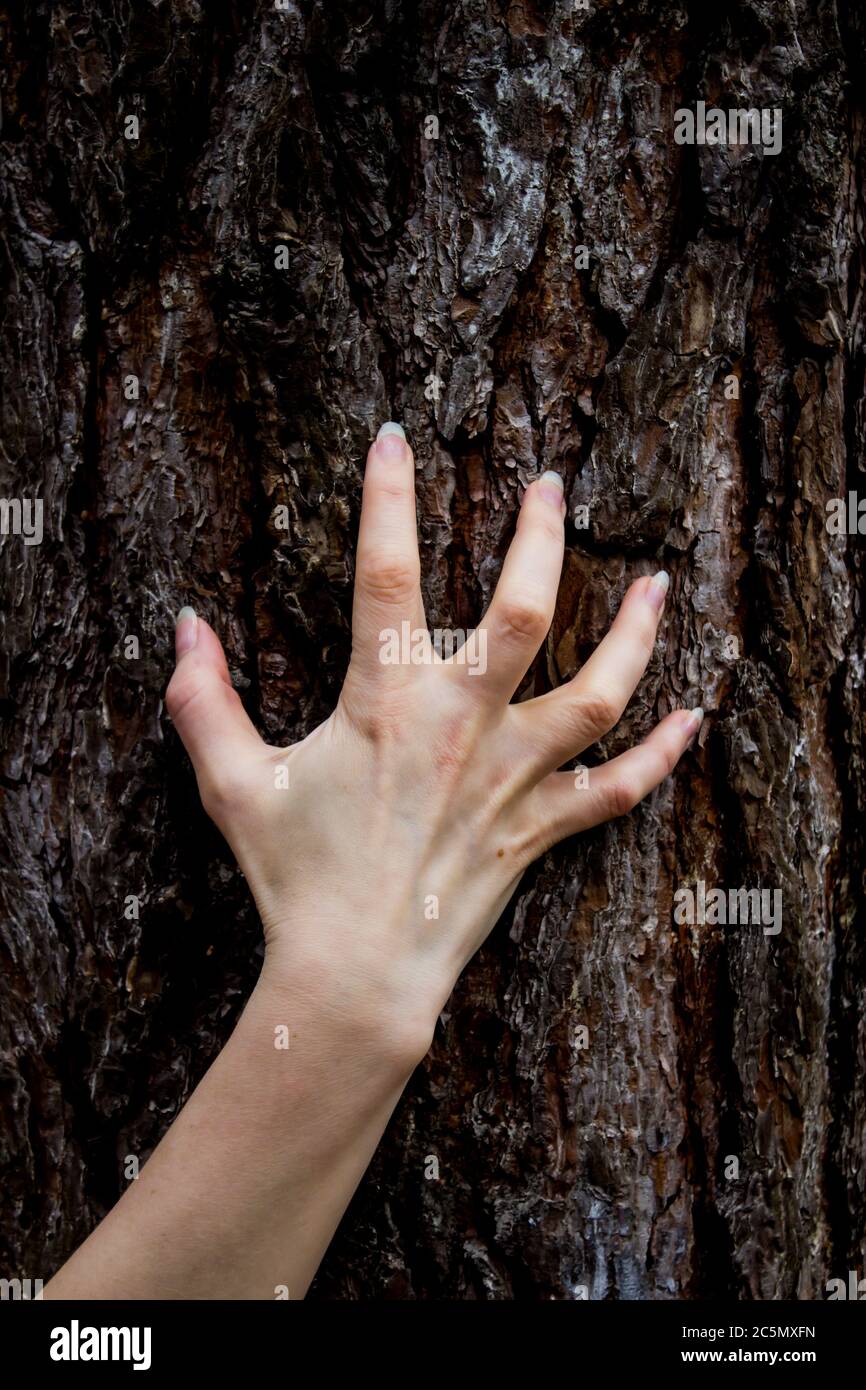 The hand move on the tree. Can be used in the scary design in horror ...