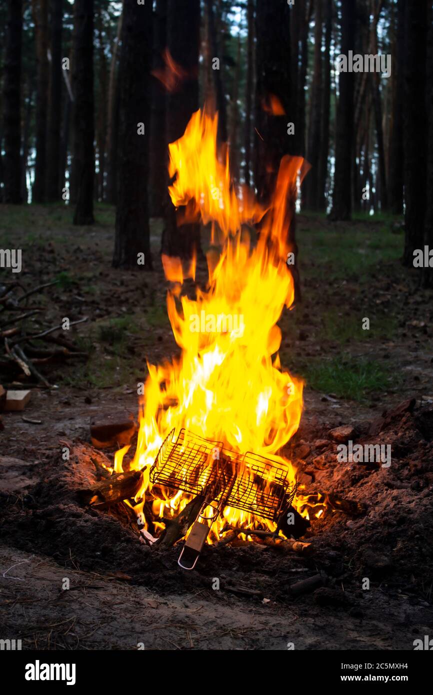 Amazing fire in the forest against a trees background. Bonfire in the