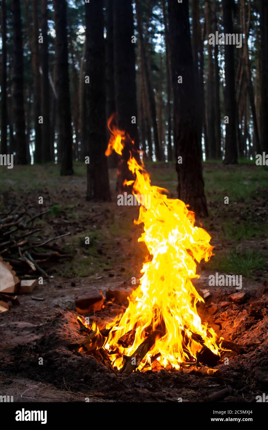 Amazing fire in the forest against a trees background. Bonfire in the