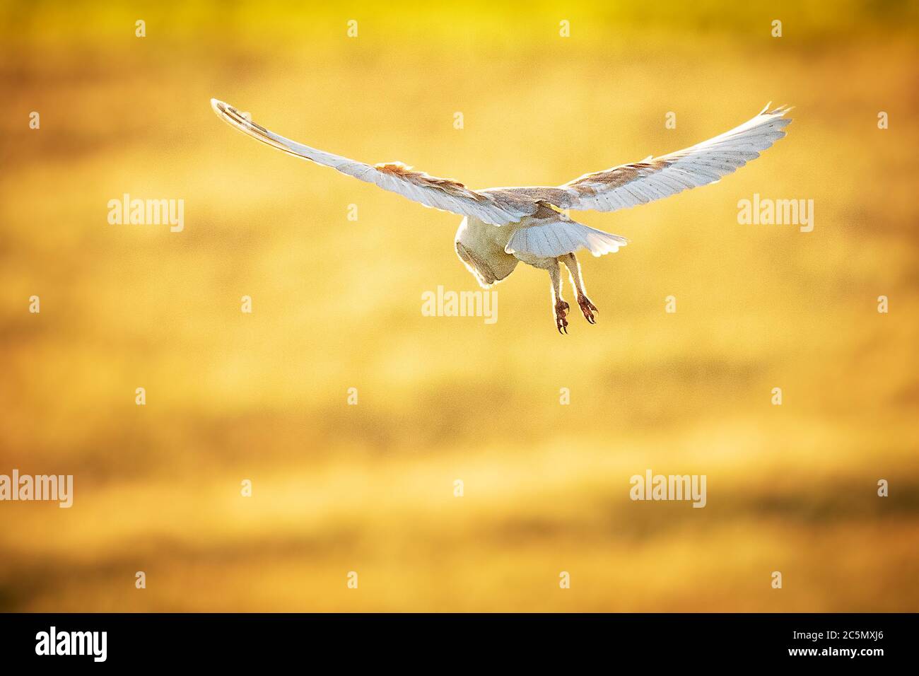 barn owl hunting in the evening light Stock Photo