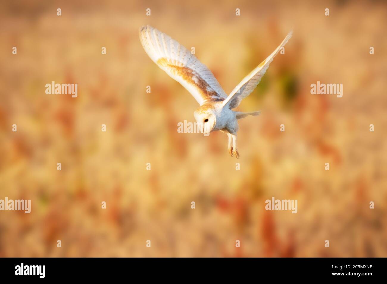 barn owl hunting in the evening light Stock Photo
