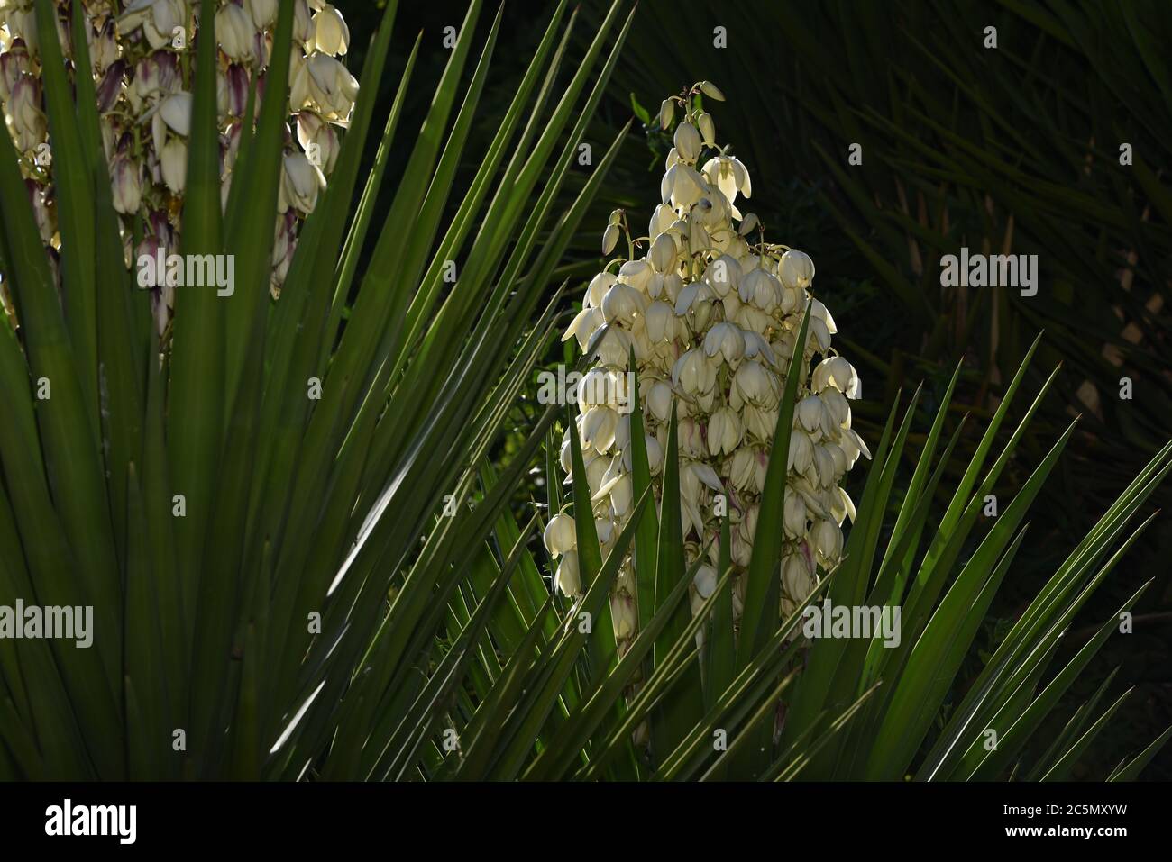 Yucca blooms a beautiful white flower. Stock Photo