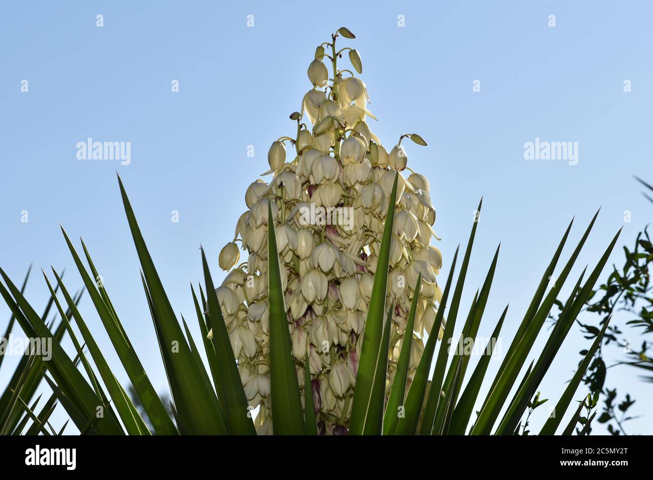 Yucca blooms a beautiful white flower. Stock Photo