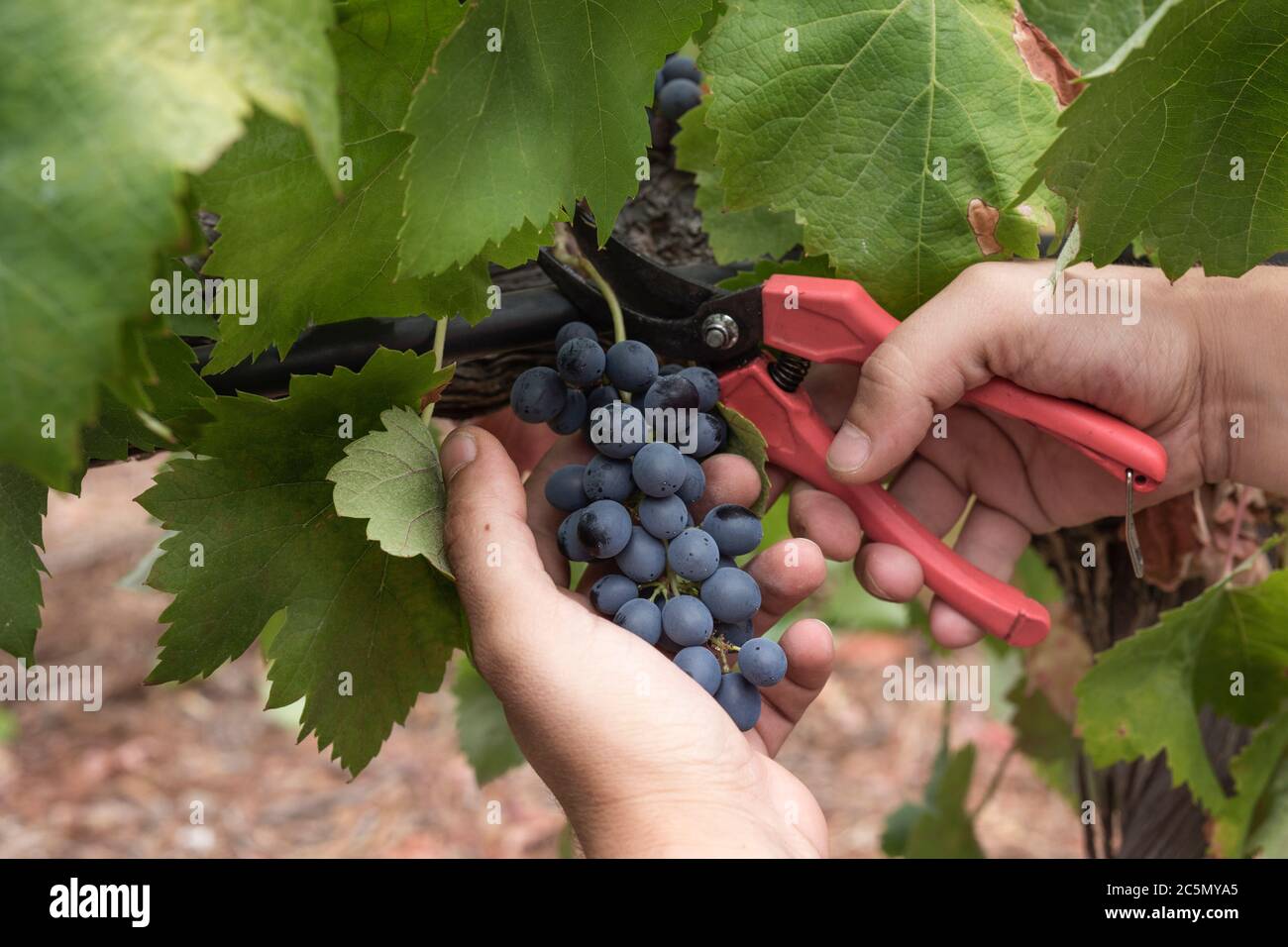Cutting grapes during vintage Stock Photo Alamy