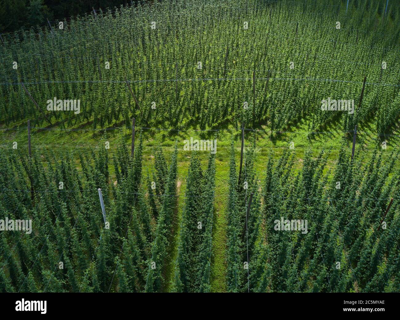 Pfaffenhofen a.d.Ilm, Bavaria,  Germany, July 03, 2020.  Hop cultivation in Pfaffenhofen a.d.Ilm. The district is embedded in the world's largest contiguous hop growing area, the Hallertau. © Peter Schatz / Alamy Stock Photos Stock Photo