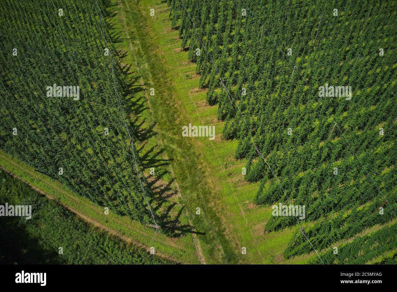 Pfaffenhofen a.d.Ilm, Bavaria,  Germany, July 03, 2020.  Hop cultivation in Pfaffenhofen a.d.Ilm. The district is embedded in the world's largest contiguous hop growing area, the Hallertau. © Peter Schatz / Alamy Stock Photos Stock Photo