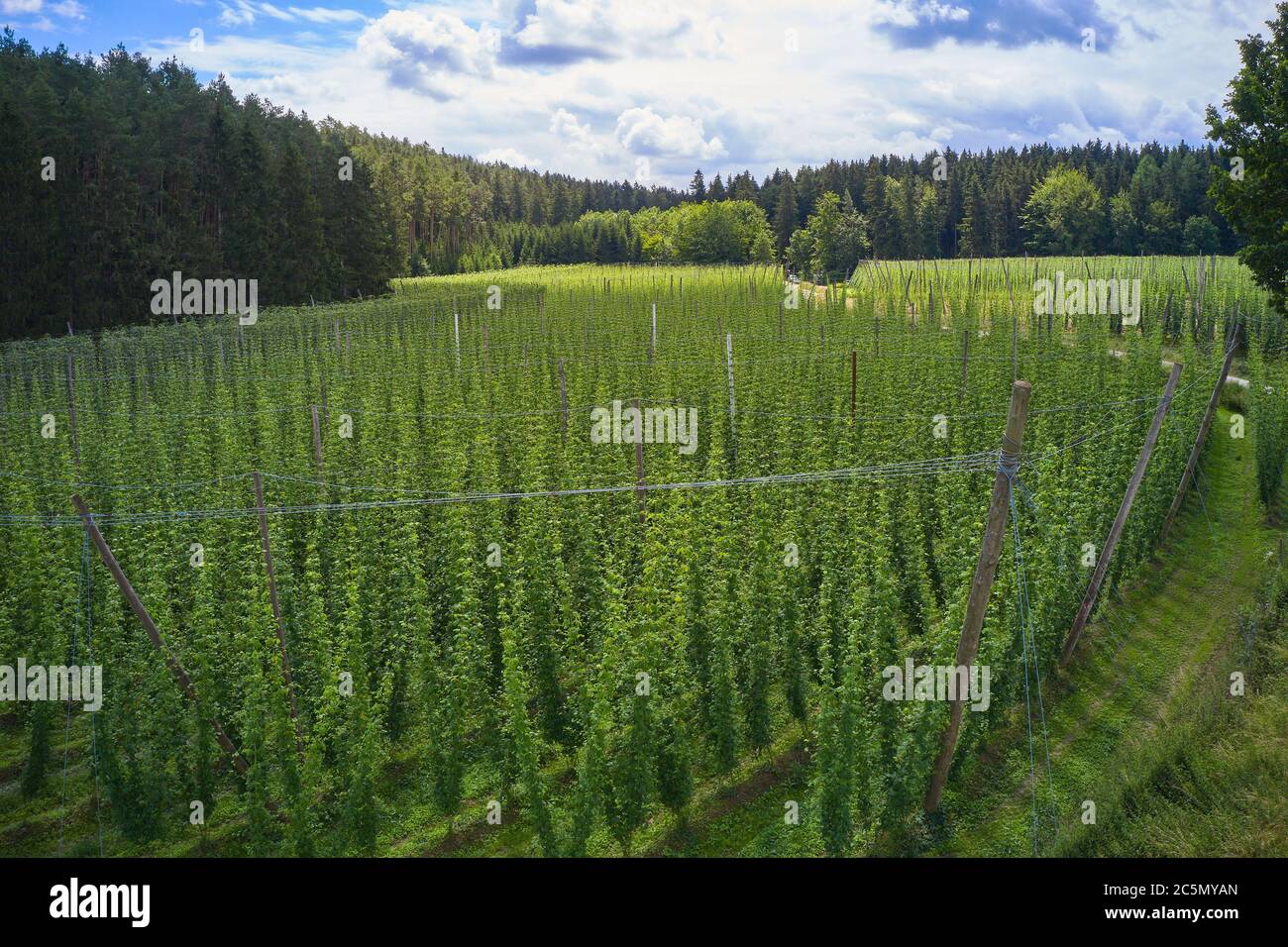 Pfaffenhofen a.d.Ilm, Bavaria,  Germany, July 03, 2020.  Hop cultivation in Pfaffenhofen a.d.Ilm. The district is embedded in the world's largest contiguous hop growing area, the Hallertau. © Peter Schatz / Alamy Stock Photos Stock Photo