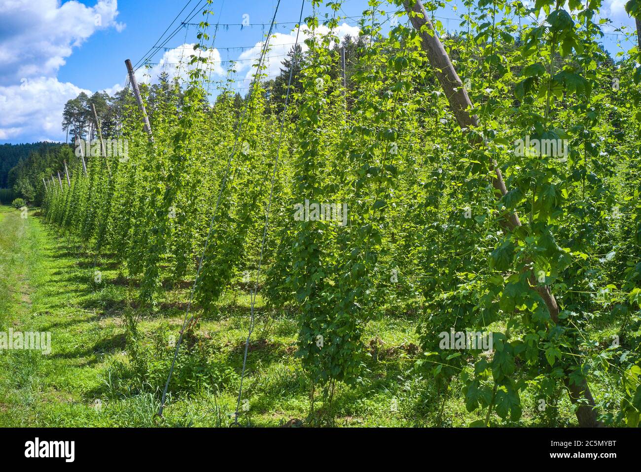 Pfaffenhofen a.d.Ilm, Bavaria,  Germany, July 03, 2020.  Hop cultivation in Pfaffenhofen a.d.Ilm. The district is embedded in the world's largest contiguous hop growing area, the Hallertau. © Peter Schatz / Alamy Stock Photos Stock Photo