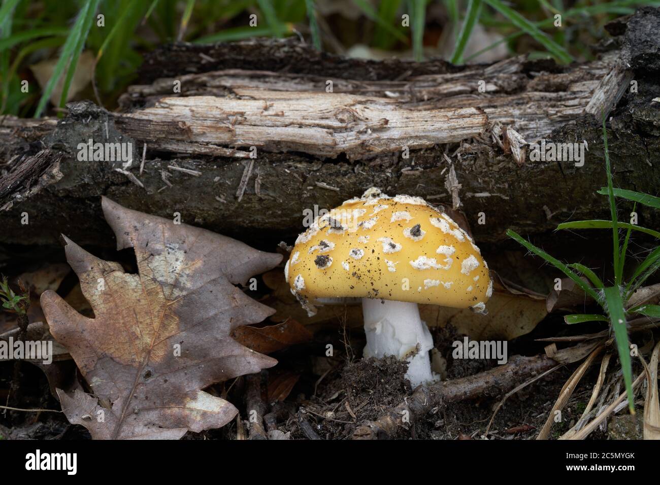 Poisonous mushroom Amanita gemmata growing in the oak forest. Alson known as gemmed Amanita or the jonquil Amanita. Oak leaf on the ground. Stock Photo