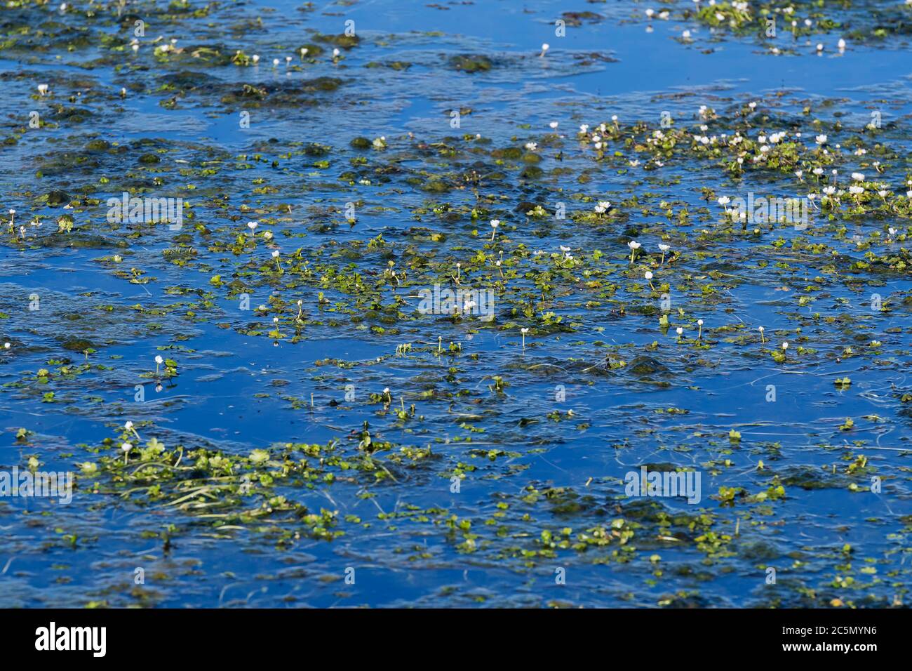 Common watercrowfoot (Ranunculus aquatilis Stock Photo Alamy