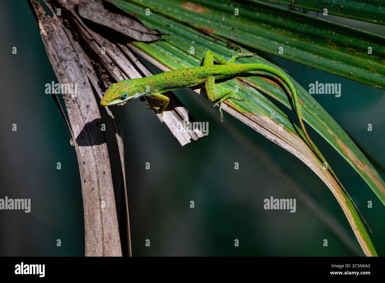 Green anole Stock Photo
