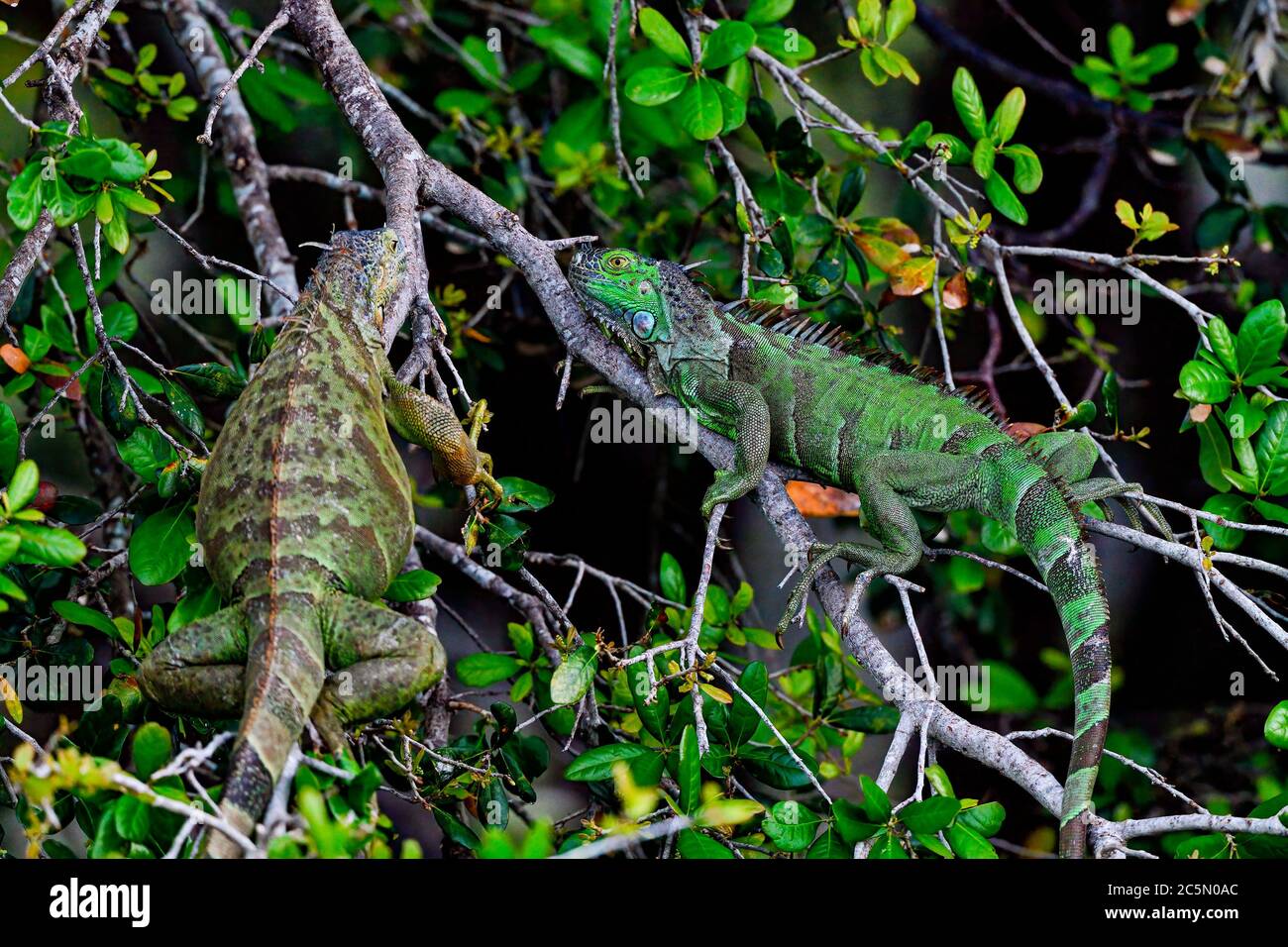 Green iguanas are resting on the tree Stock Photo
