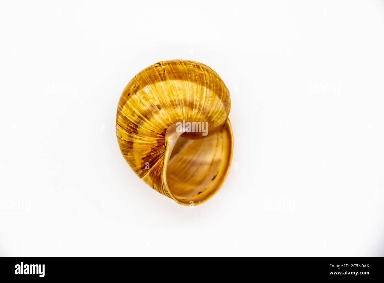 Empty shell of a snail against white background. Snail shell isolated