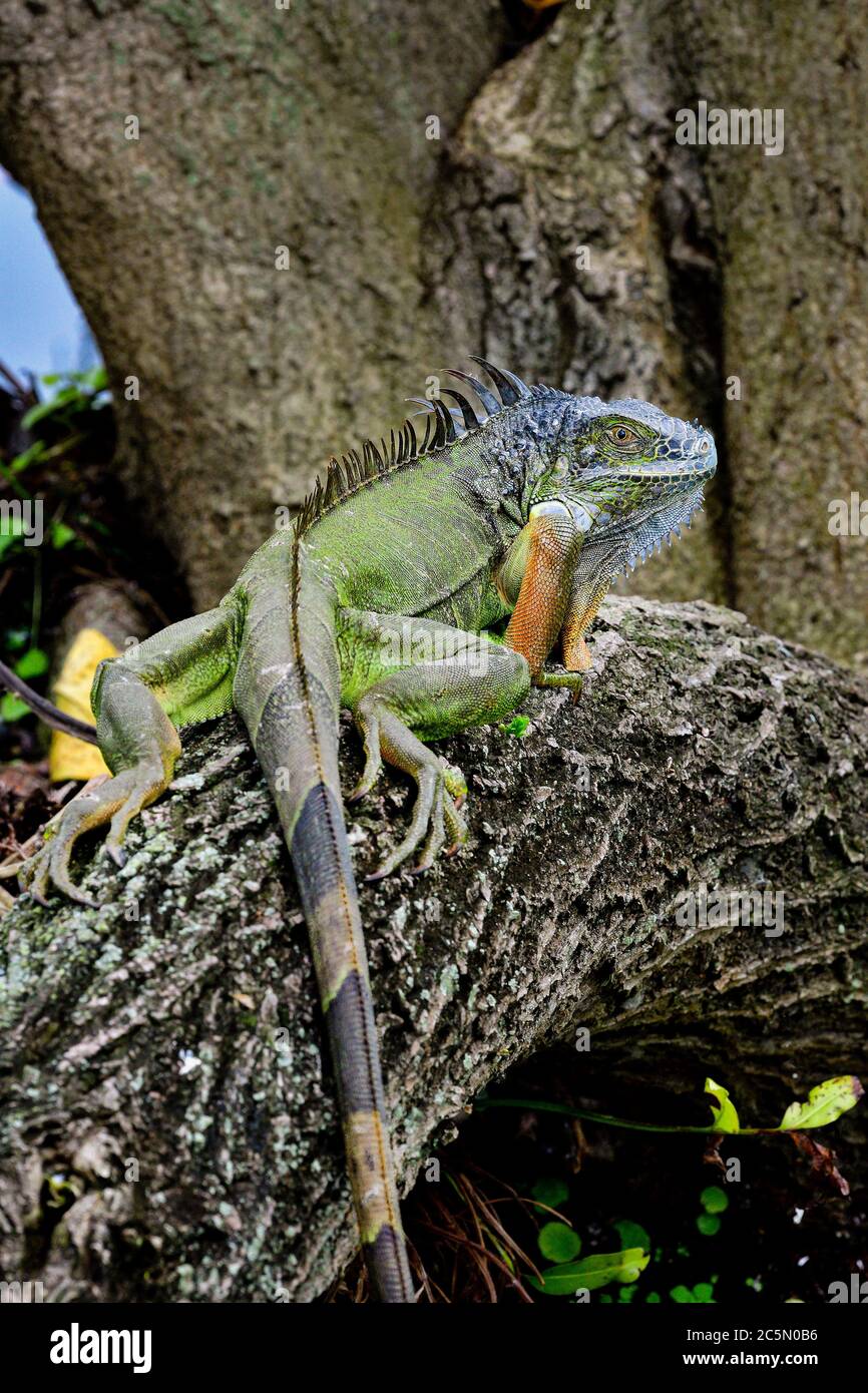 Green iguana posing on the tree trunk Stock Photo