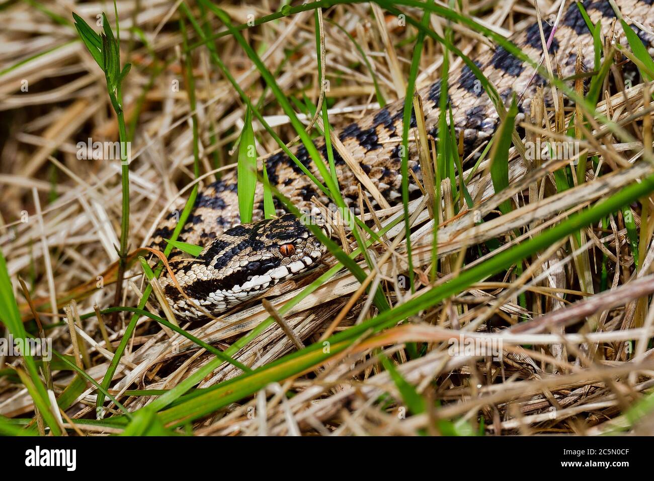 Common European viper Stock Photo