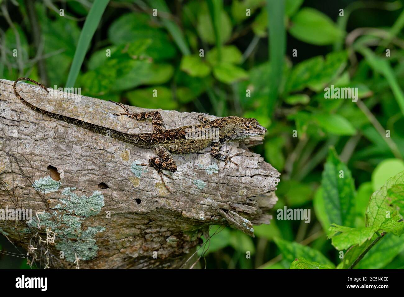 'Mr. Brown' is guarding his territory. Stock Photo