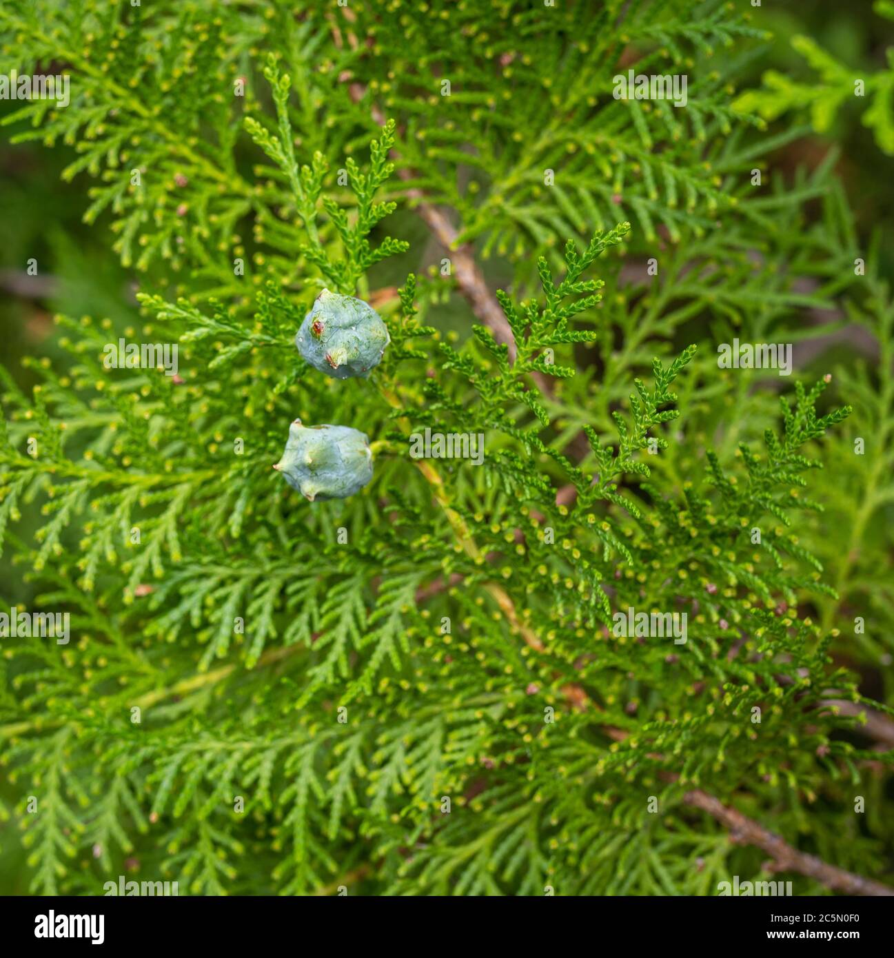 Chinese Arborvitae (Platycladus orientalis), twig with cones Stock Photo