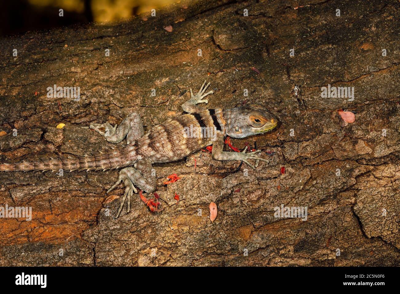 Madagascan collared iguana Stock Photo