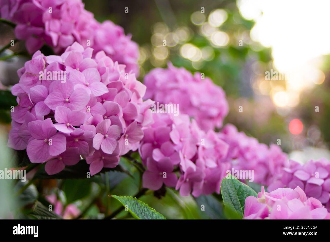 Pink hydrangea bush in summer park Stock Photo - Alamy