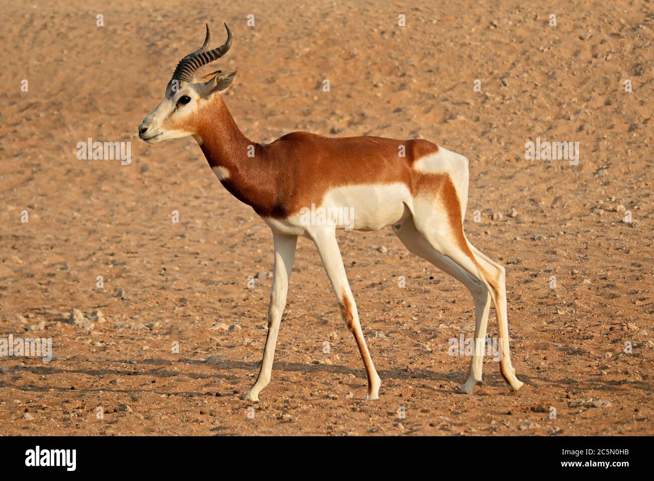 Male critically endangered dama gazelle (Nanger dama), Northern Africa Stock Photo