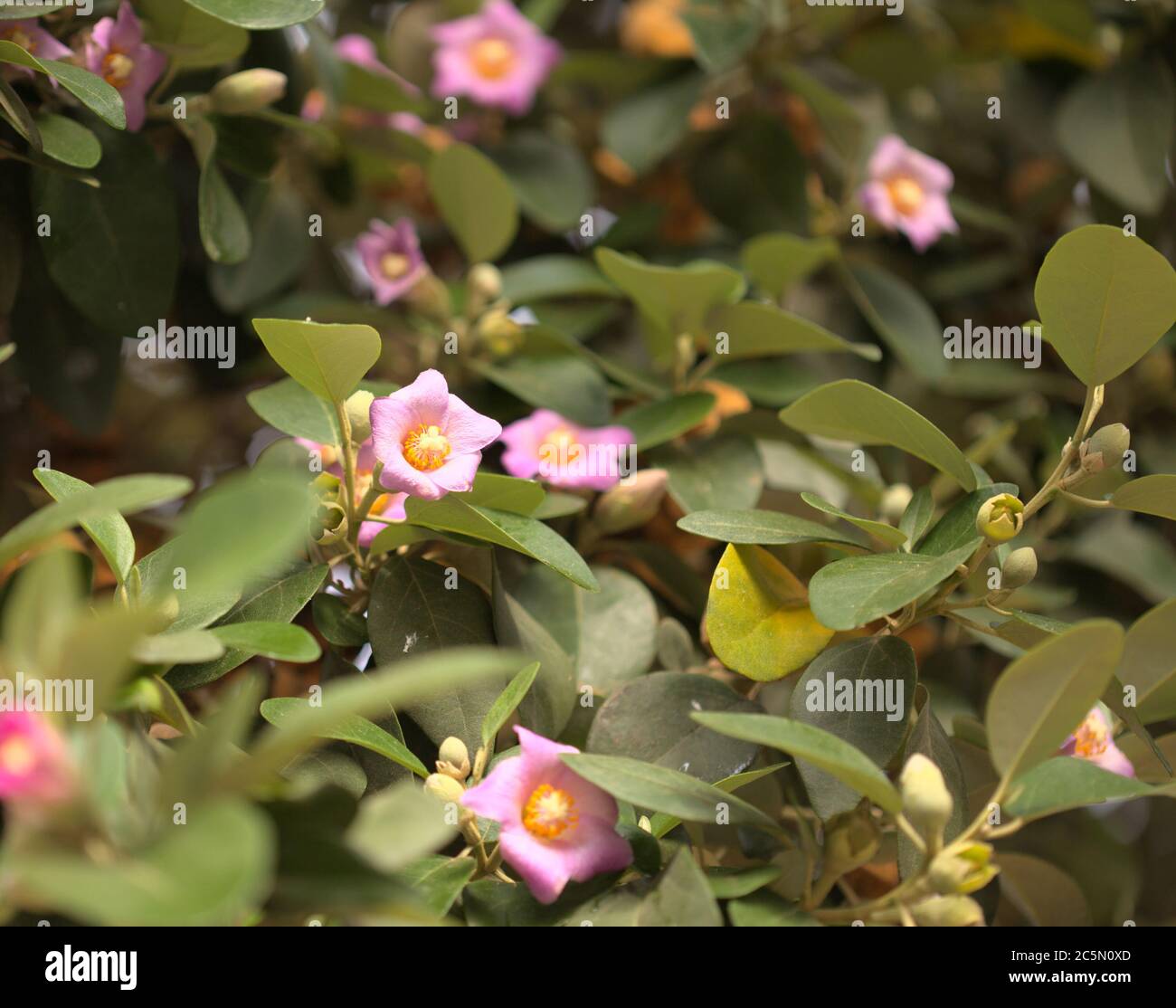pink flowers of Lagunaria patersonia, pyramid tree Stock Photo
