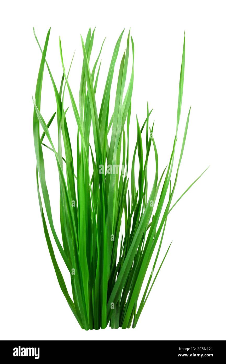 Blade of grass isolated on white background. Clipping Path included for your design Stock Photo
