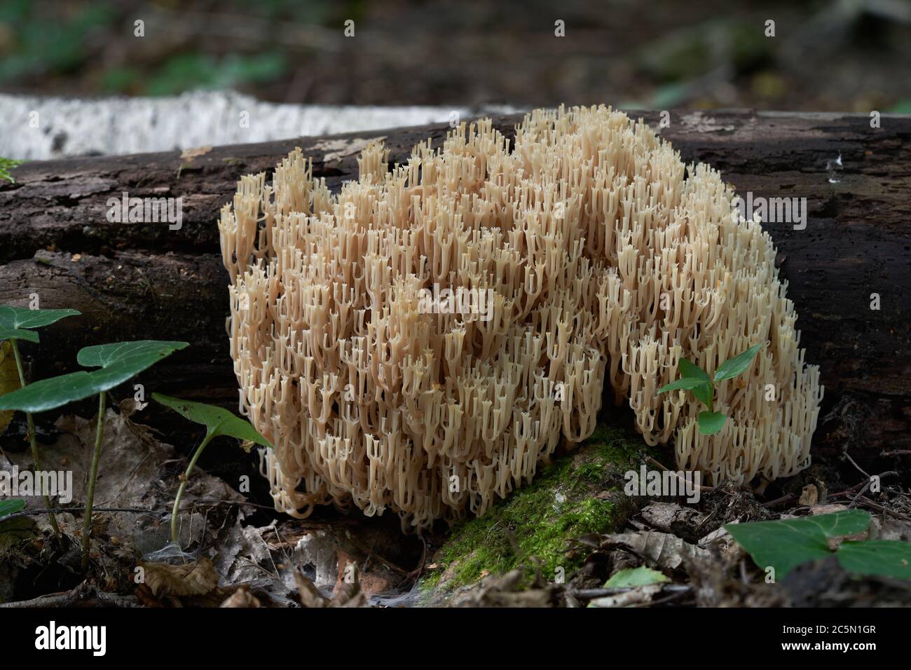Coral mushroom Artomyces pyxidatus growing on the tree. Also known as crown coral or crown-tipped coral. Natural environment, inedible mushroom. Stock Photo