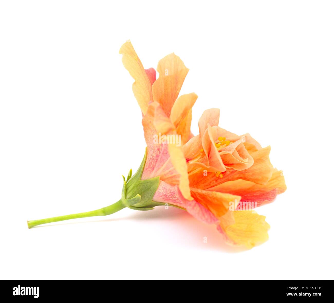 Beautiful double Hibiscus rosa-sinensis aka Chinese hibiscus Stock Photo