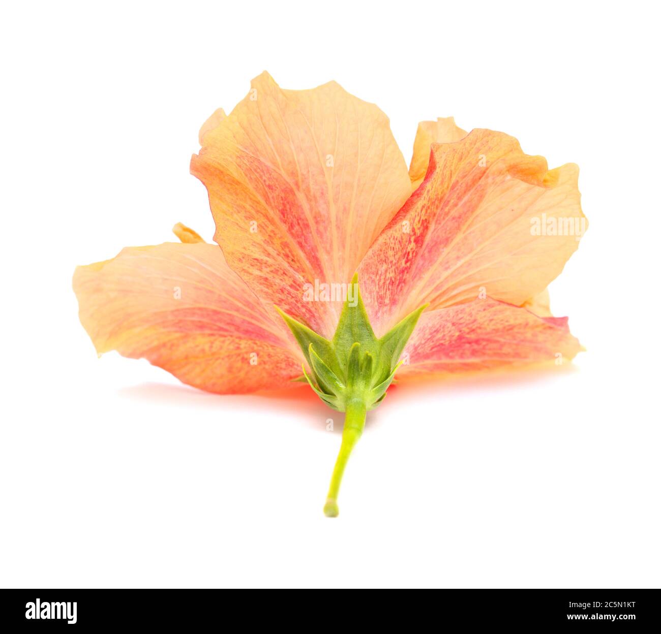 Beautiful double Hibiscus rosa-sinensis aka Chinese hibiscus Stock Photo