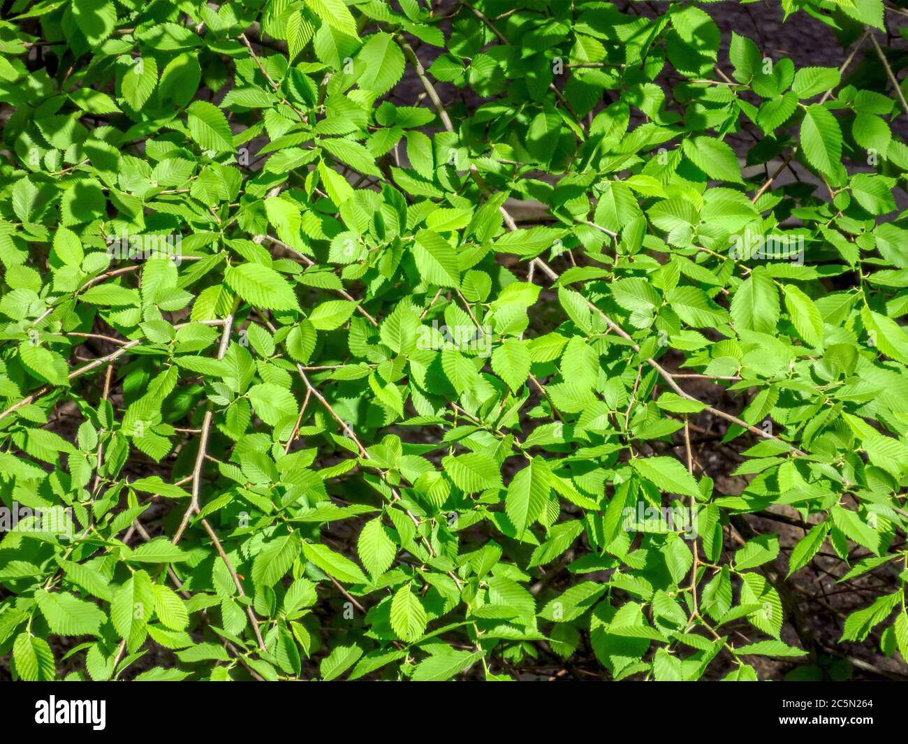 Young green leaves elm tree hi-res stock photography and images - Alamy