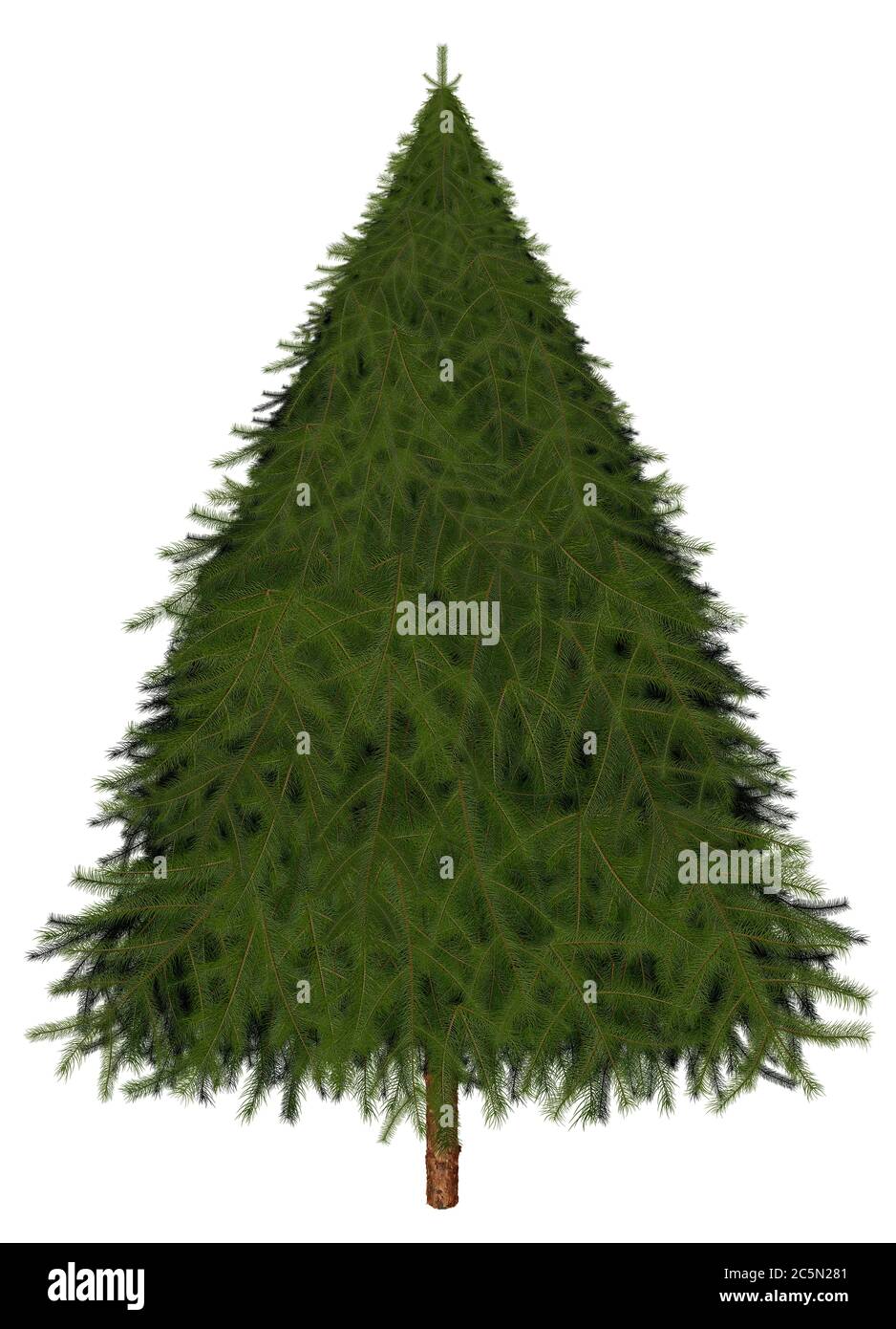 Tall fir tree isolated on white background Stock Photo Alamy
