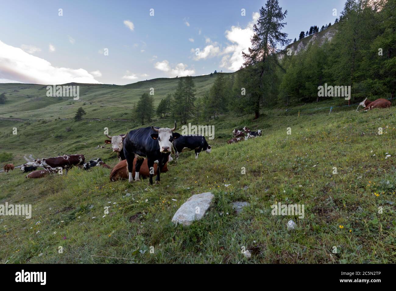 Cows In Italy Breeding cows italy hi-res stock photography and images - Alamy