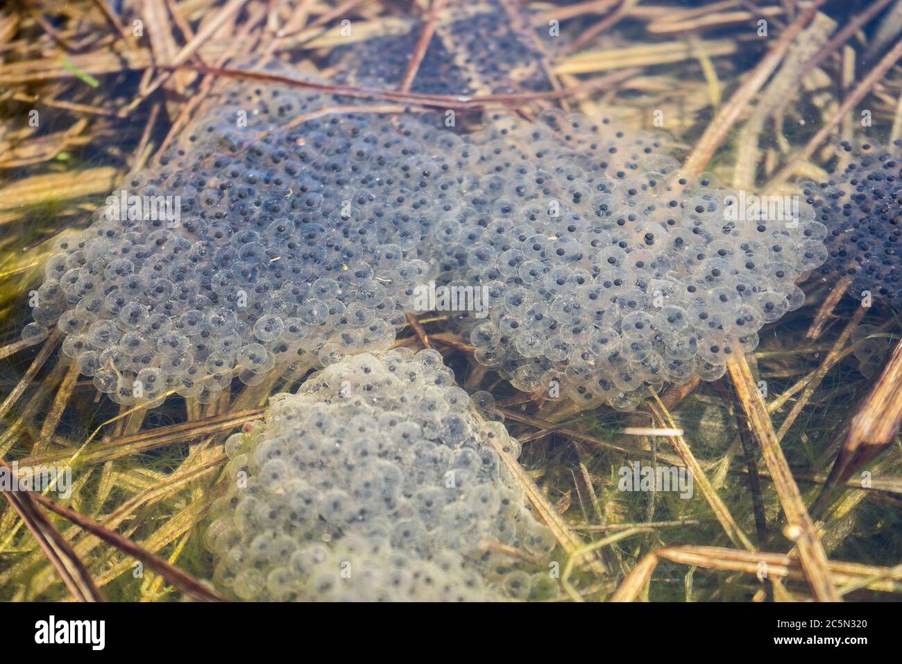 frog caviar in the water. The birth of frog tadpoles in the pond Stock Photo