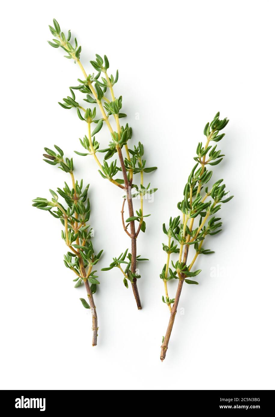 Thyme Top main image 0