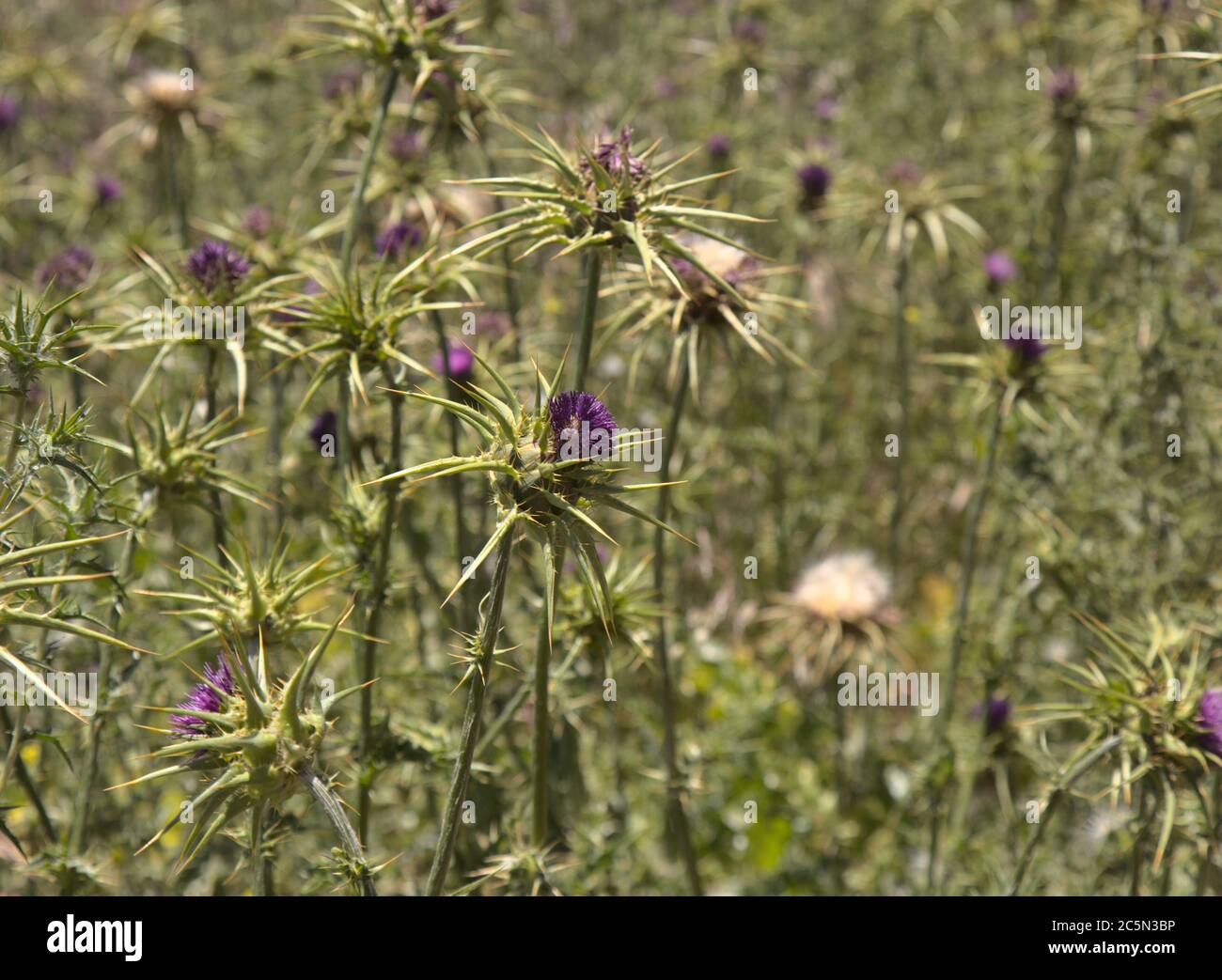 Flora of Gran Canaria -  Silybum marianum, milk thistle natural macro floral background Stock Photo