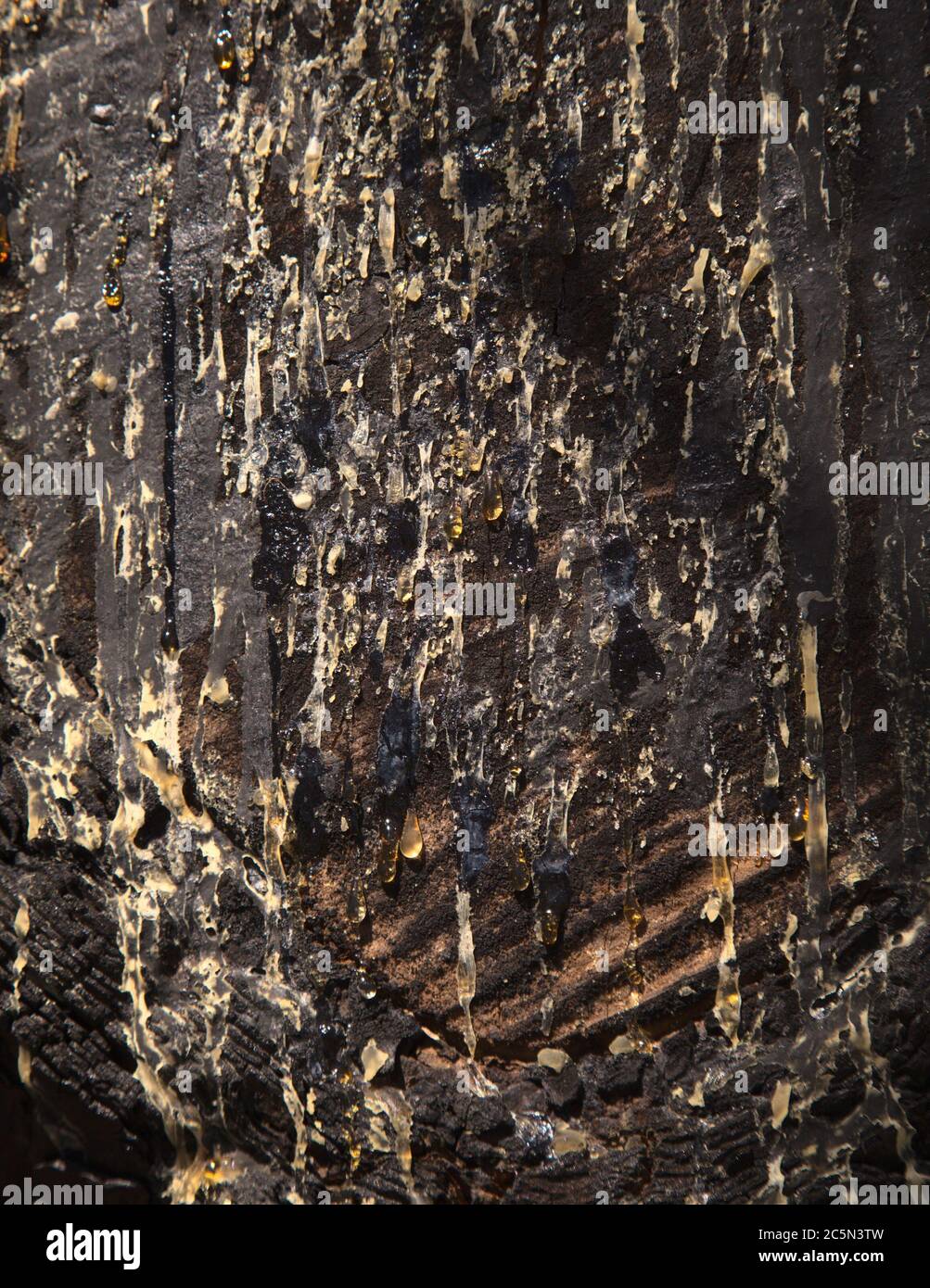 bark of Pinus canariensis, fireresistant Canary pine, damaged in