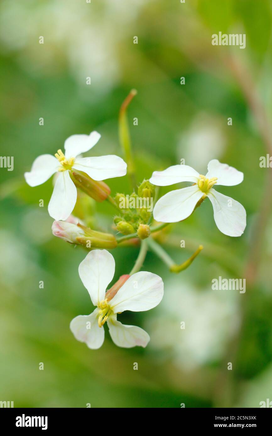 Raphanus sativus. Flowers of a bolted radish plant in an English potager garden. UK Stock Photo