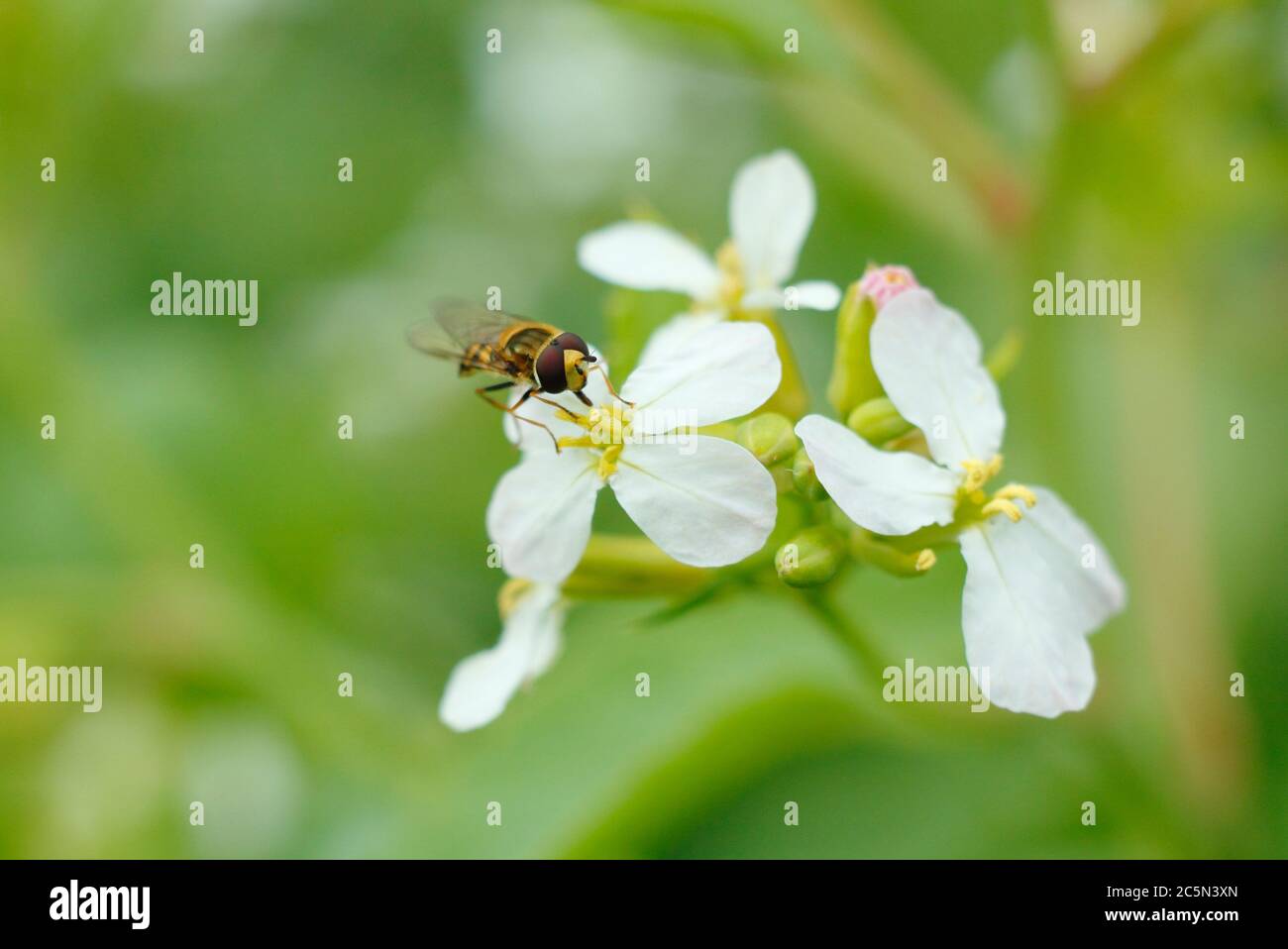 Hoverfly feeding on the flower pollen of a bolted radish plant in an English garden.  Syrphus ribesi on Raphanus sativus. Stock Photo