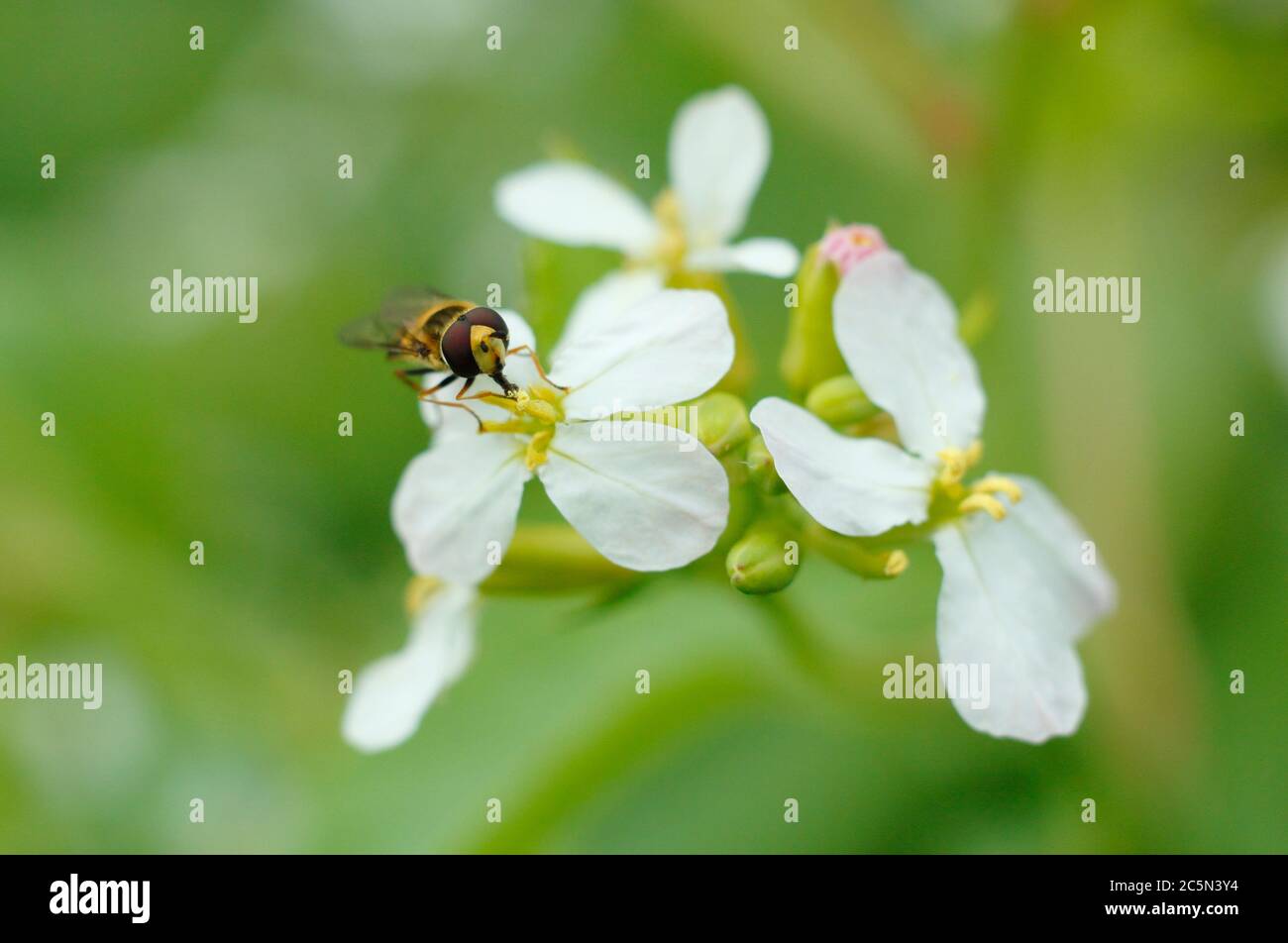 Hoverfly feeding on the flower pollen of a bolted radish plant in an English garden.  Syrphus ribesi on Raphanus sativus. Stock Photo