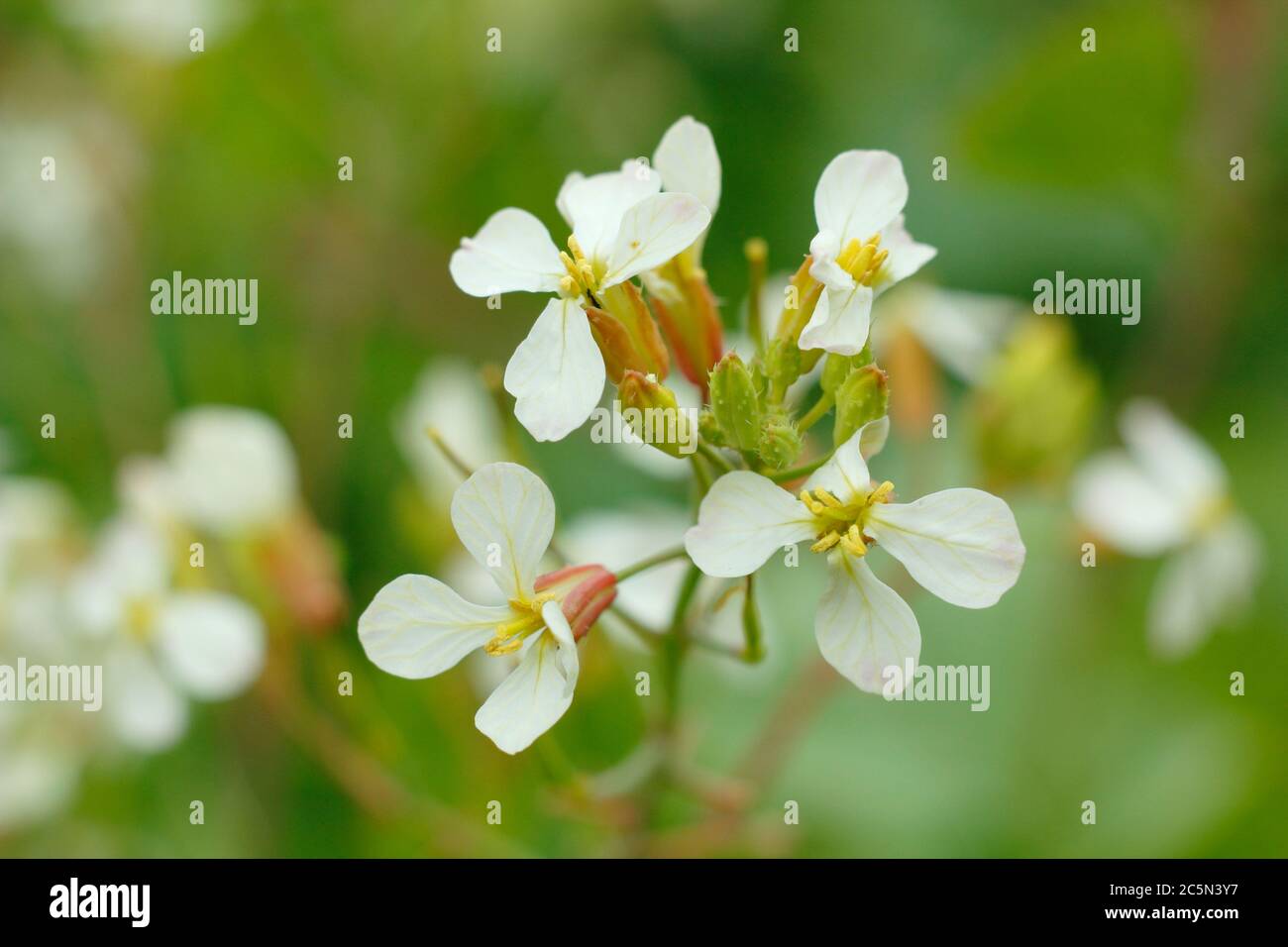 Raphanus sativus. Flowers of a bolted radish plant in an English potager garden. UK Stock Photo