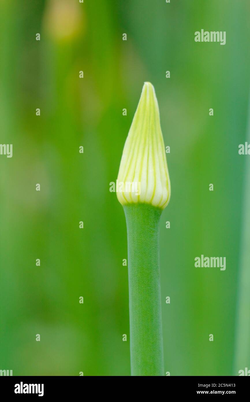 Flower head development on a bolted onion plant. UK Stock Photo