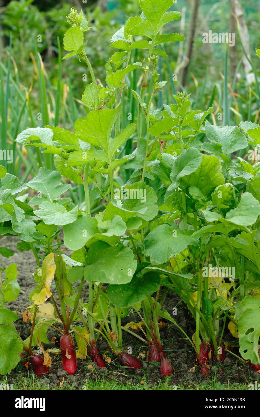 Raphanus sativus 'French Breakfast'. Radish plants gone to seed, or bolted, in an English potager garden. Stock Photo