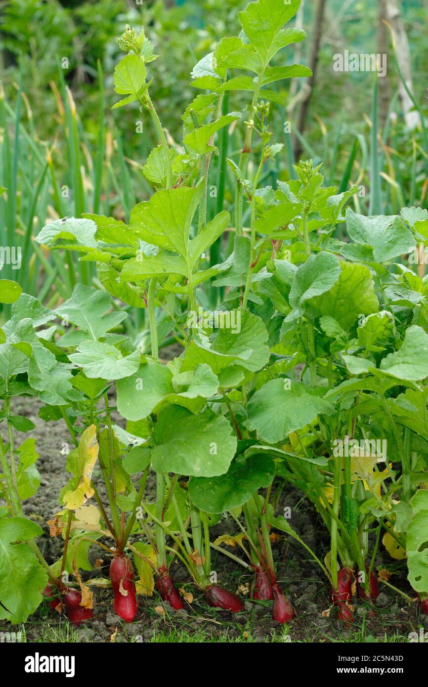 Raphanus sativus 'French Breakfast'. Radish plants gone to seed, or bolted, in an English potager garden. Stock Photo