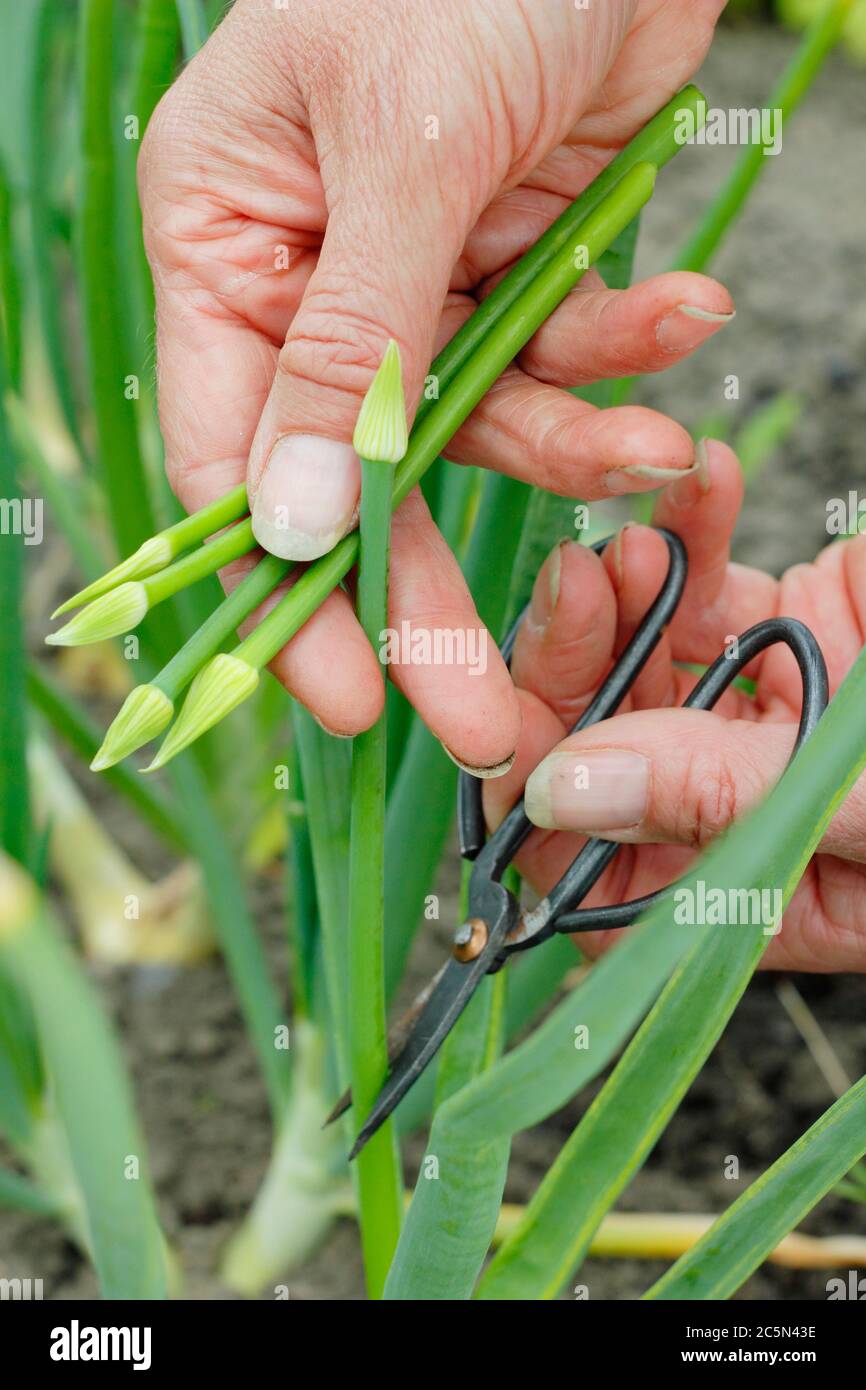 Snipping off the flower head of a bolted onion plants to stop the plant from wasting energy on seed development. UK Stock Photo