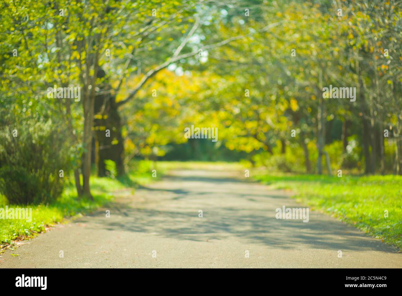 green park blur bokeh background Stock Photo - Alamy